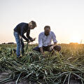 Kor Werkman en een medewerker controleren de uien op het veld