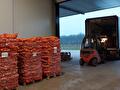 Zakken uien worden in een vrachtwagen geladen